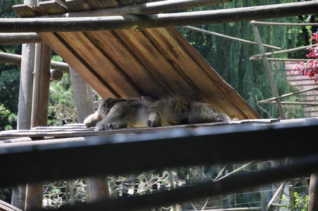 min 2013 07 06 beauval 172